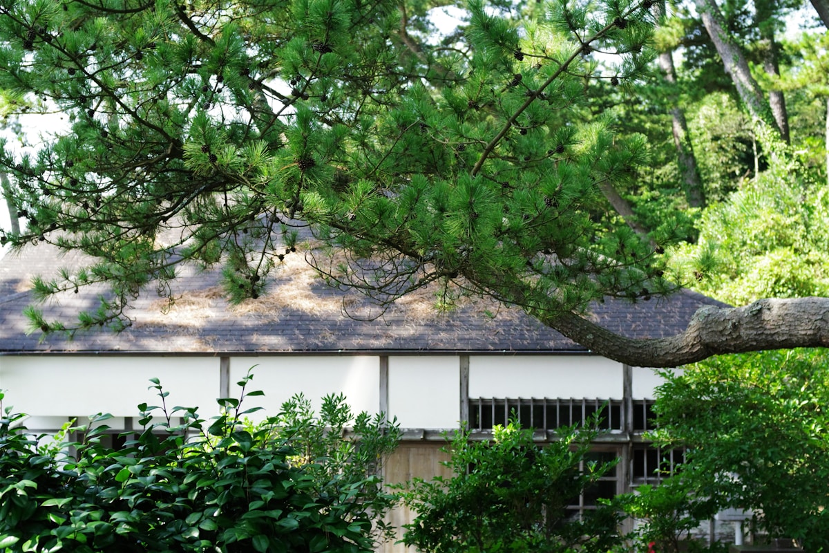 Traditional Japanese house surrounded by lush greenery