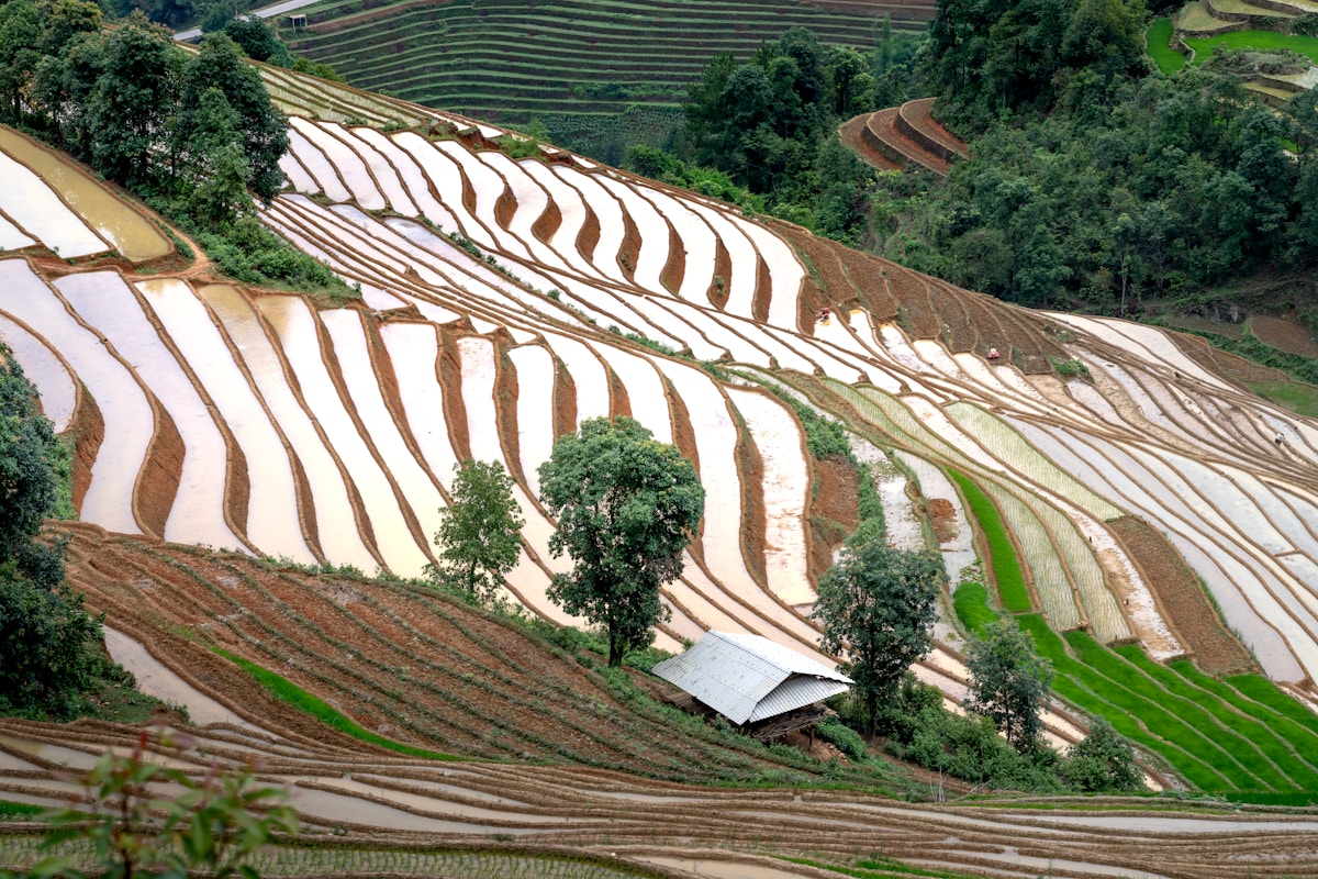 Aerial view of lush green rice paddies