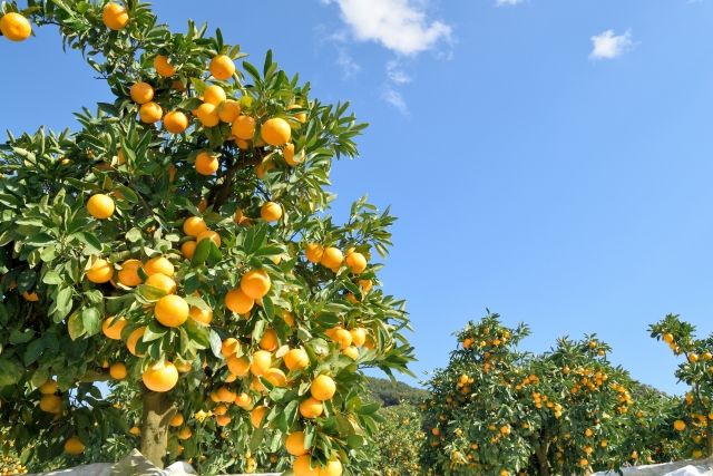 350sqm Farmland for Sale in Arida, Wakayama - Former Mandarin Orange Field - Thumbnail 4
