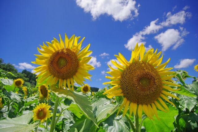 1 Million Yen House in Sayo, Hyogo - Renovated Bath, 5 Rooms - Thumbnail 2