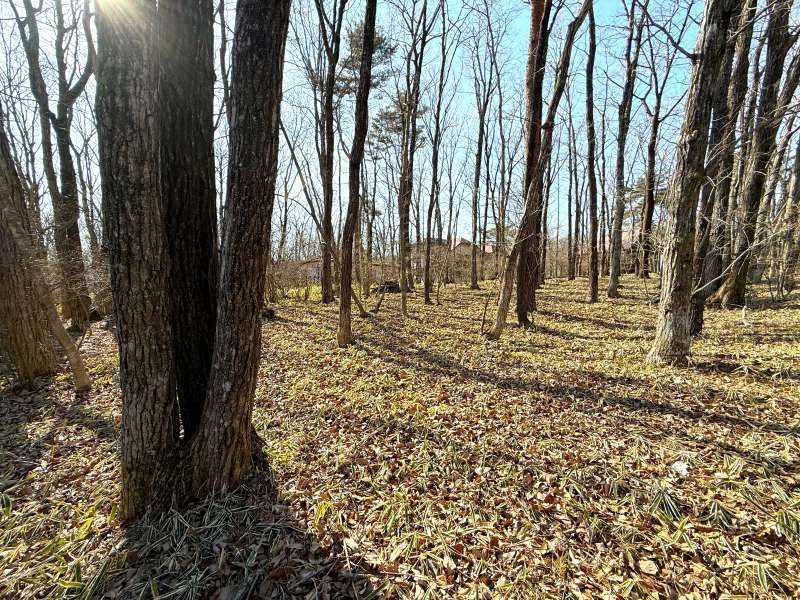 Land for Sale in Angel Forest Nasu Hakumondai, Tochigi - Thumbnail 3