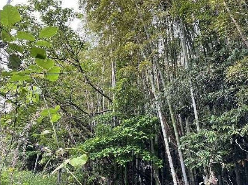 2,900 sqm Land Plots for Sale in Kagoshima City - 1 Million Yen - Thumbnail 2