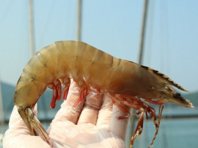 Ashikita Town Furusato Tax: Rare Ashiaaka Ebi Grilled Shrimp Set - Main Image