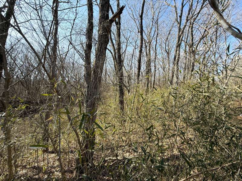 Land for Sale in Angel Forest Nasu Seiryuso, Tochigi - Thumbnail 2
