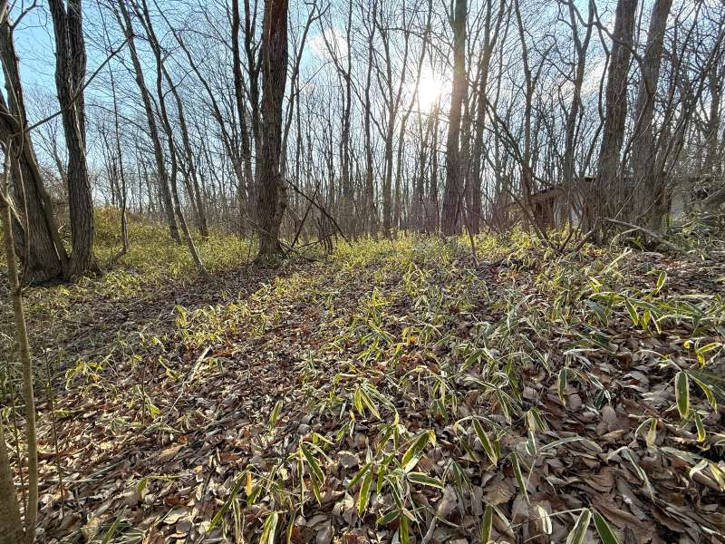 Angel Forest Nasu Yuseikyo Land for Sale in Tochigi - Thumbnail 3