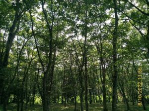 3,886 sqm Woodland for Sale in Miyagi Near Naruko Onsen - Image 1