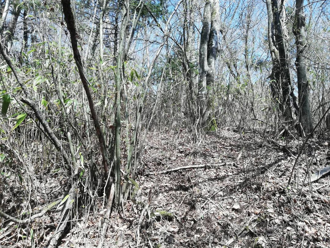 100 Yen Villa Plot in Fujikawaguchiko with Mount Fuji Views - Thumbnail 4