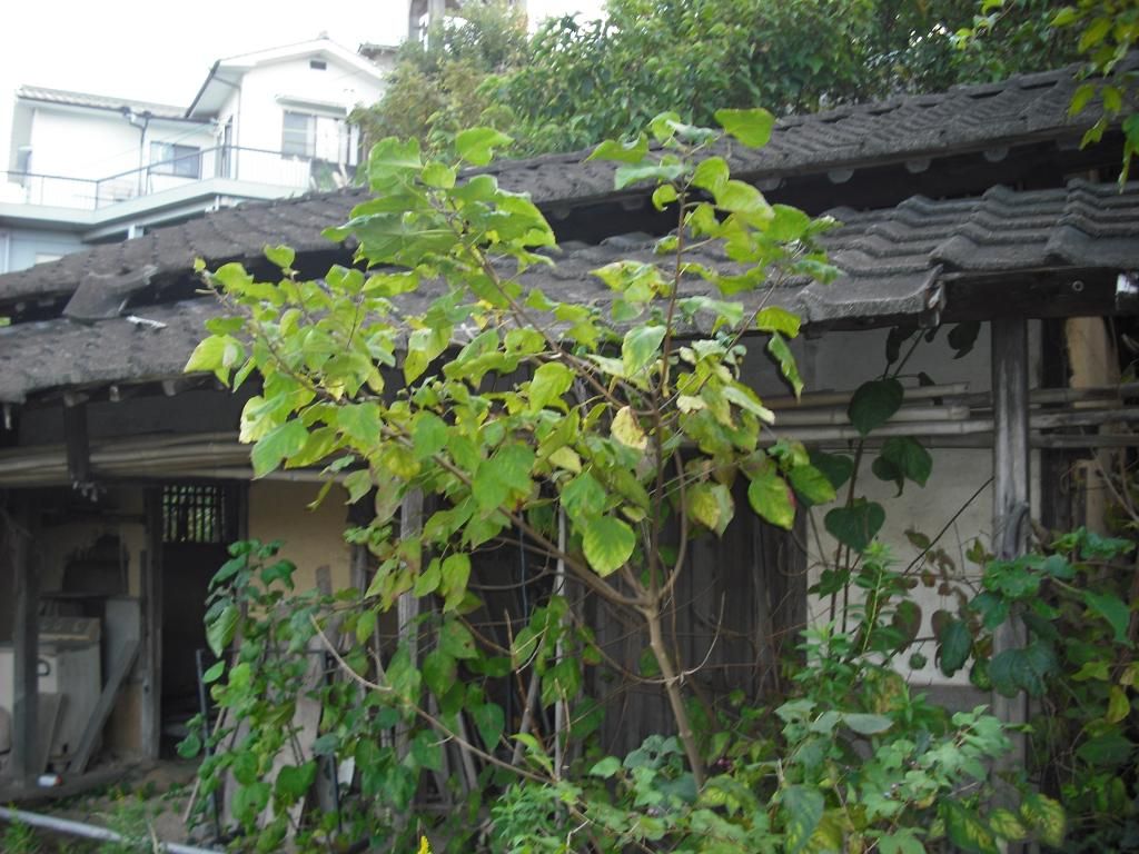 1978 5DK Vacant House on Large Plot in Kasaoka, Okayama - Thumbnail 3