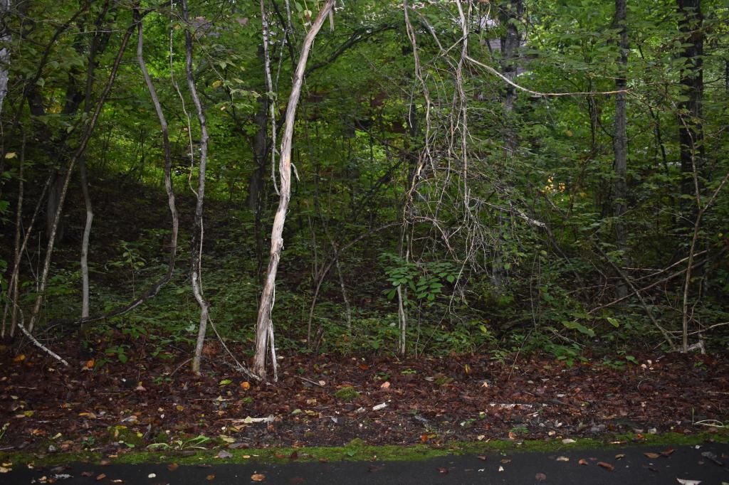 402 sqm Vacant Land for Sale in Tsumagoi Village, Gunma - Thumbnail 3
