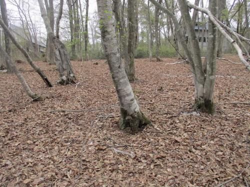 791 sqm Land with Lake Views in Iizuna, Nagano - Vacant Plot - Main Image