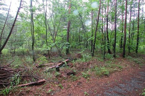 1024 sqm Vacant Land for Sale in Tsumagoi, Gunma - Thumbnail 2