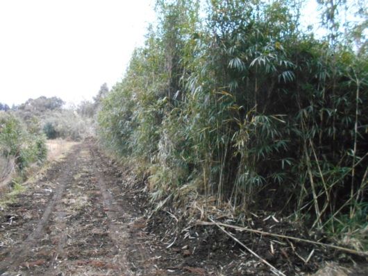 Lease Land in Ebino City, Miyazaki - 876 sqm Plot with Potential - Thumbnail 3