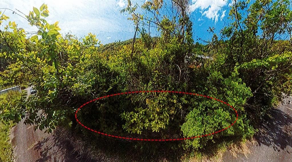 196 sqm Vacant Land for Sale in Tamba-Sasayama, Hyogo - Thumbnail 2