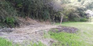 42,807 sqm Forest Land for Sale in Nagara, Chiba — Land, Nagara, Chiba