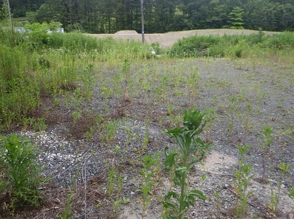 Large 2736 sqm Residential Land Plot for Sale in Ōkuma, Fukushima - Thumbnail 2