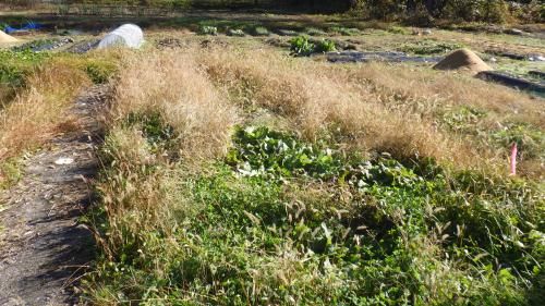 Vacant Land for Sale in Tadami, Fukushima - 172.84 sqm Plot - Thumbnail 2