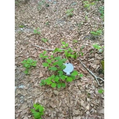 Vacant Residential Land for Sale in Tsumagoi Village, Gunma - Thumbnail 2