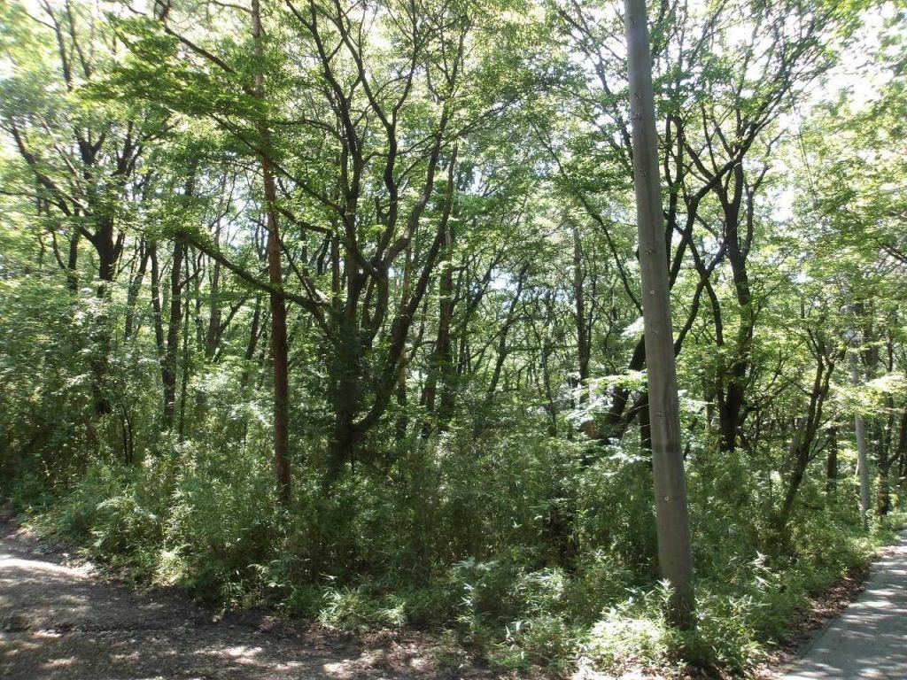 293 Tsubo Land for Sale in Akagi Prince Resort, Kiryu - Thumbnail 3