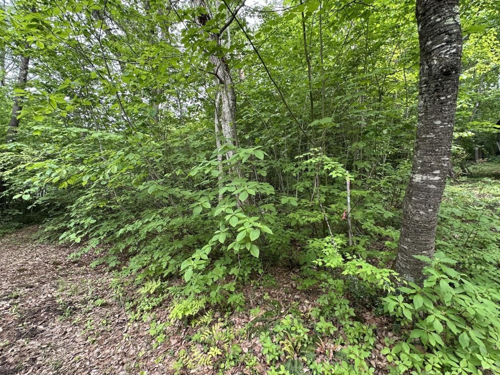 955 sqm Mountain View Land for Sale in Iizuna, Nagano - Thumbnail 2