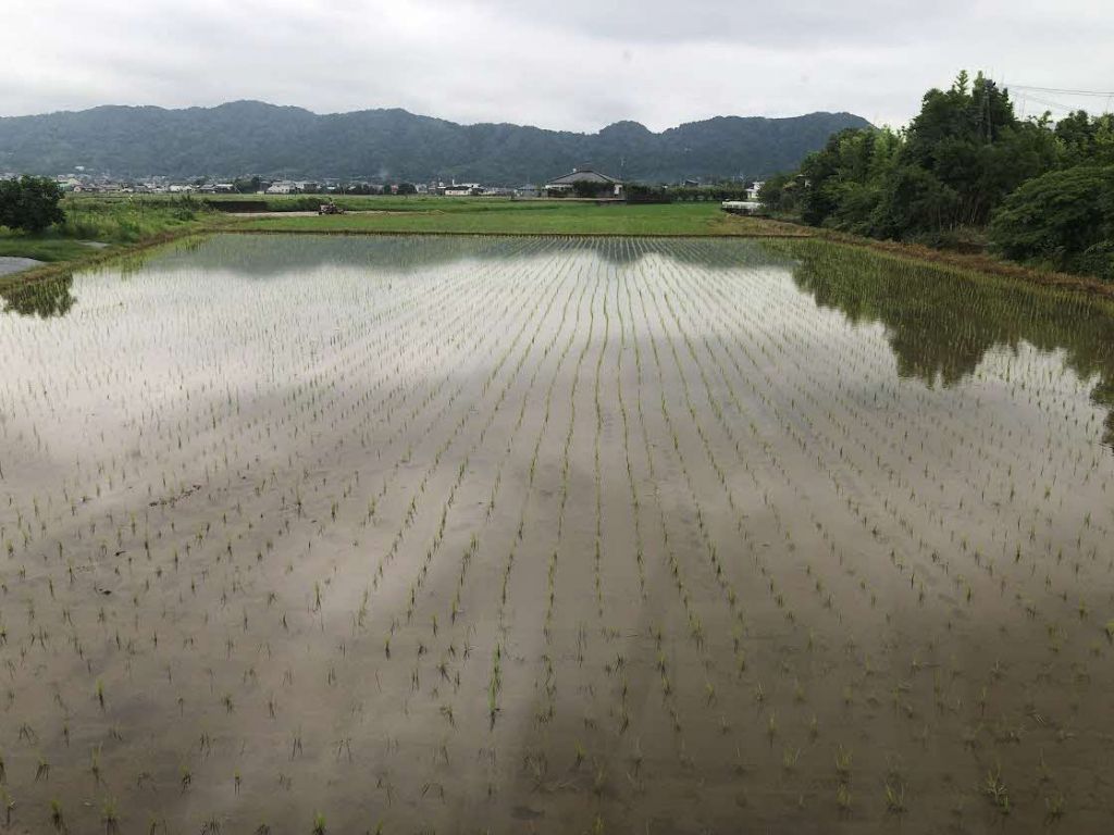 Spacious 6DK Home with Land and Farmland in Uki City, Kumamoto - Thumbnail 4