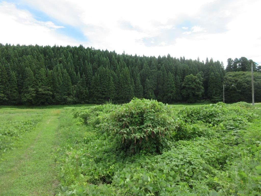Large Vacant Land Plot in Misato Town, Akita - Negotiable Price - Thumbnail 3