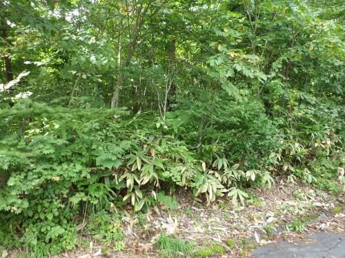 Vacant Land for Sale in Iizuna, Nagano - 781 sqm - Thumbnail 2