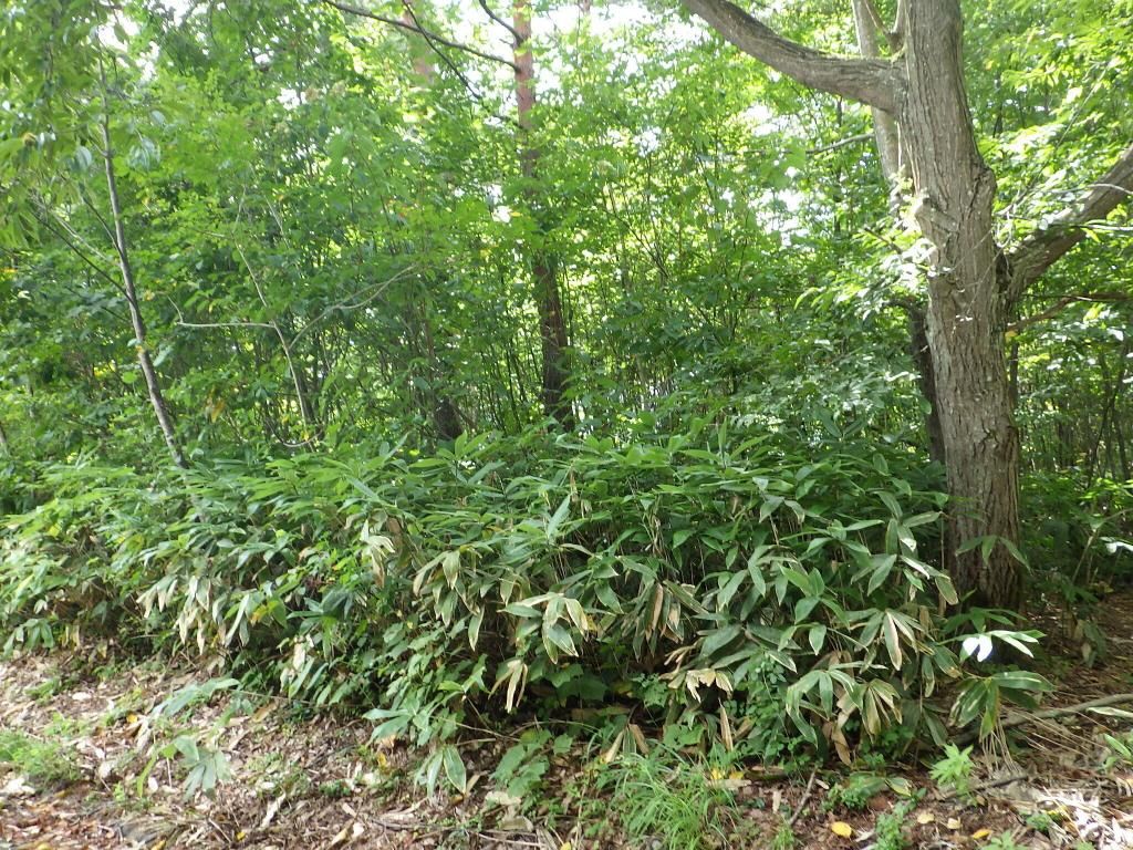 Vacant Land for Sale in Iizuna, Nagano - 781 sqm - Thumbnail 4