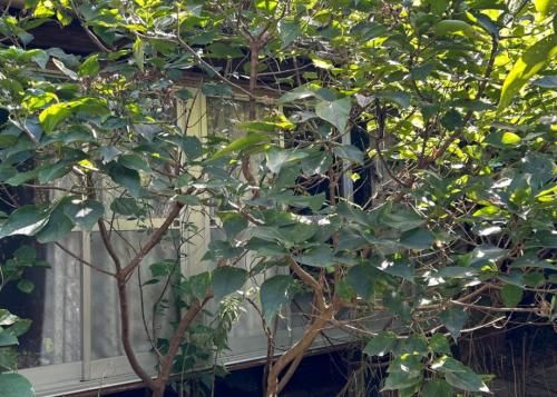 Rental House Surrounded by Greenery in Iki City, Nagasaki - Thumbnail 2