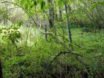 Vacant Land for Sale in Ebino City, Miyazaki - 840 sqm Plot — Land, Ebino, Miyazaki