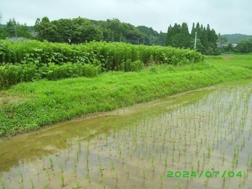 441.5 sqm Vacant Land for Sale in Takeo, Saga - Countryside Living - Thumbnail 2