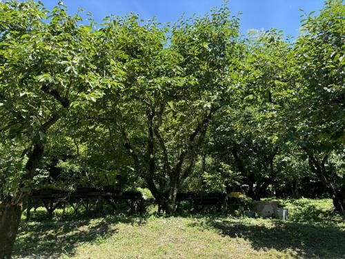 Forest Plot for Sale in Nakagawa City, Fukuoka - 1129.3 sqm - Image 3