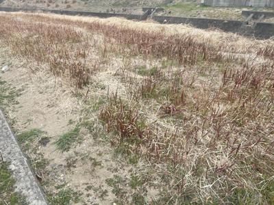 363m² Agricultural Land Plot in Kadogawa, Miyazaki - Riverside Location — Land, Kadokawa, Miyazaki