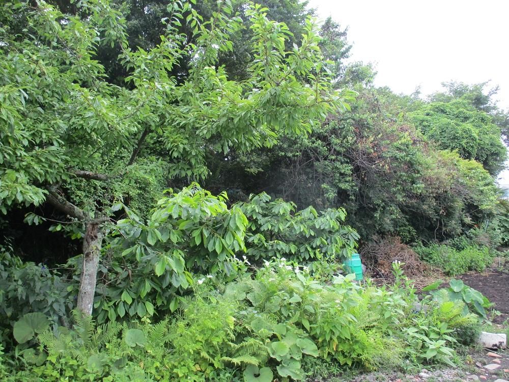 380 sqm Residential Land Plot for Sale in Kanuma, Tochigi - Thumbnail 2