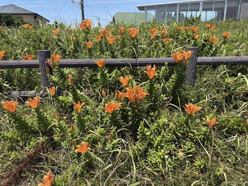 Large 514 Tsubo Land for Sale Near the Sea in Isumi City, Chiba - Thumbnail 4