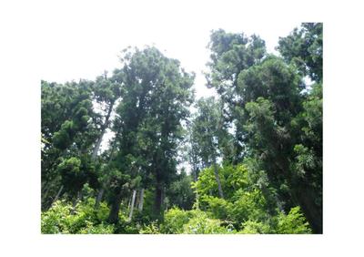 Arakawa Hino! A villa area blessed with Onitazawa and trees | Chichibu Vacant House Bank — Image 1, Sakuho, Nagano