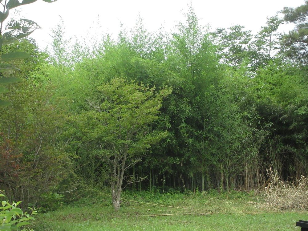Traditional House for Sale in Tōno, Iwate on Large Land Plot - Thumbnail 3