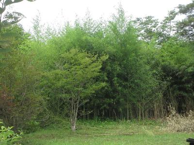 Traditional House for Sale in Tōno, Iwate on Large Land Plot — Image 2, Tono, Iwate