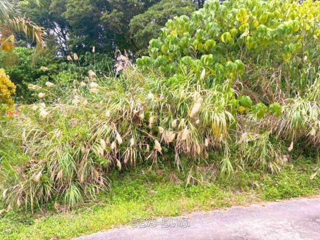 1031m² Land for Sale in Nago, Okinawa - Near Kouri Island - Thumbnail 3