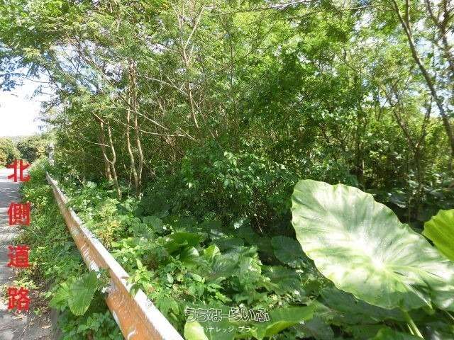 1,771 sqm Land for Sale in Nago, Okinawa - Development Opportunity - Thumbnail 2