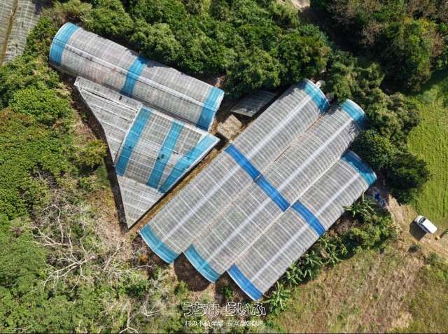 Operational Mango Farm for Sale in Nakijin, Okinawa with 3M Yen Revenue - Thumbnail 2