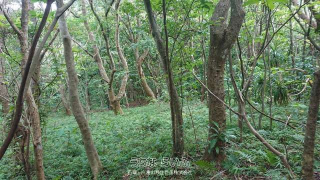 11,507 Tsubo Development Land in Ishigaki with Permit History - Thumbnail 4