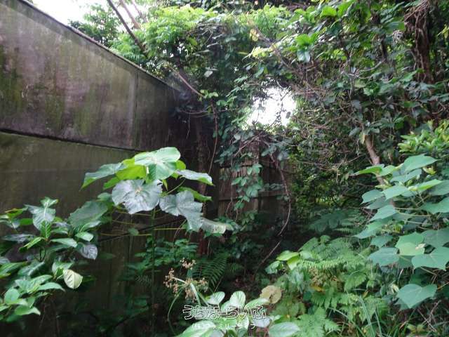 Agricultural Land with Greenhouse in Nakijin Village, Okinawa - Thumbnail 2