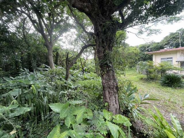 Land for Sale in Motobu Town, Okinawa - 1347.56 sqm Near Ocean Expo Park - Thumbnail 3