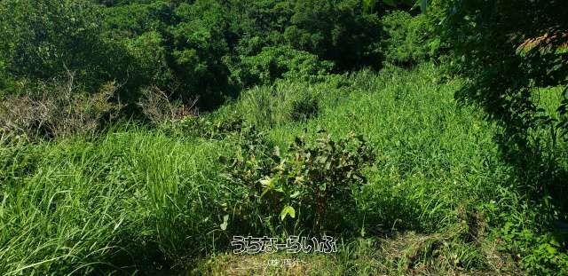328m² Land for Sale in Uruma City, Okinawa - Flat High Plateau - Thumbnail 3