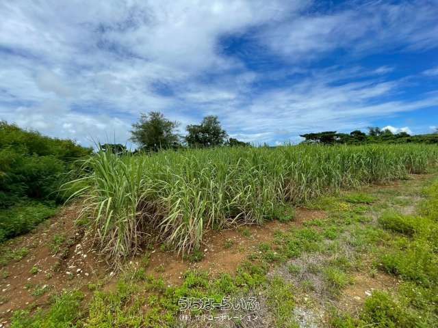 4039 sqm Flat Land for Sale in Miyakojima City, Okinawa - Thumbnail 3