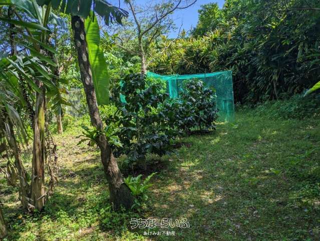 9675m² Farmland for Sale in Nago, Okinawa with Banana & Coffee Trees - Thumbnail 3