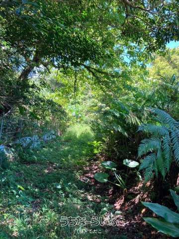 5074㎡ Land for Sale in Ogimi Village, Okinawa - Citrus Orchard - Thumbnail 4