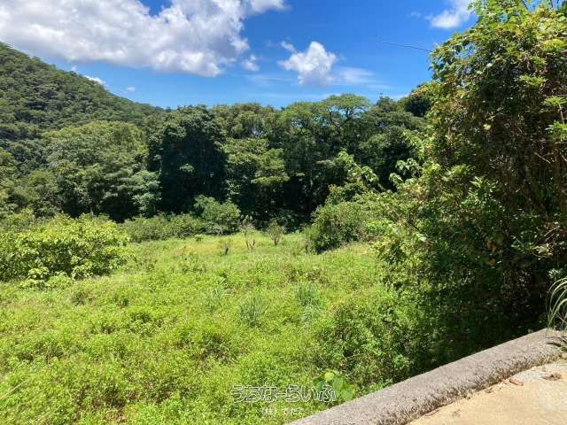 5074㎡ Land for Sale in Ogimi Village, Okinawa - Citrus Orchard - Thumbnail 2