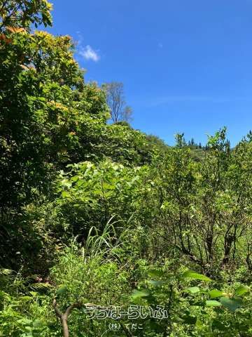 5074㎡ Land for Sale in Ogimi Village, Okinawa - Citrus Orchard - Thumbnail 3