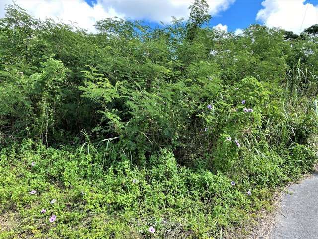 1448 sqm Land for Sale in Tamashiro, Nago City, Okinawa - Thumbnail 3